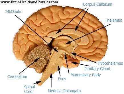 Hypothalamus Thalamus Pineal gland