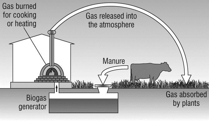 How humans can affect the environment 1 The diagram shows how the manure from a cow can be recycled. a Choose the correct word to complete the sentences. i The gas used for cooking is.