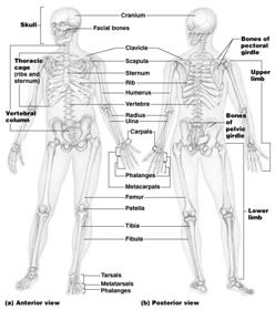 The Skeleton Consists of bones, cartilage, joints, and ligaments Composed of 206 named bones grouped into two divisions Axial skeleton (80 bones) Appendicular skeleton (126 bones) Bone Markings Bone