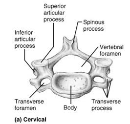 Cervical Vertebrae C 1 is