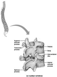 Lumbar Vertebrae (L 1 L 5 ) Bodies are thick and robust Transverse processes are thin and tapered Spinous processes are