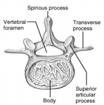 medially Allows flexion and extension rotation prevented Sacrum (S 1 S 5 ) Shapes the posterior wall of pelvis Formed from