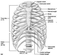 Ribs All ribs attach to vertebral column posteriorly True ribs - superior