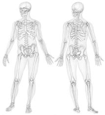 Bones, Part 2: The Appendicular Skeleton The Appendicular Skeleton Pectoral girdle attaches the upper
