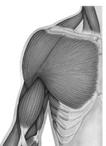 The Pectoral Girdle Provides attachment for Superficial musculature many muscles that move the upper limb Girdle is very light and upper limbs are mobile Only clavicle articulates with the axial