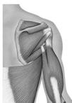 Sternal end articulates with the manubrium Acromial end articulates with scapula Functionally: Provide attachment for muscles Hold the scapulae and arms laterally Transmit compression forces from the