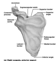 Structures of the Scapula Structures