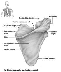2c The Upper Limb 30 bones form each