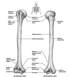 Arm Region of the upper limb between the shoulder and elbow Humerus the only bone of the arm Longest and strongest bone of the upper limb Articulates with the scapula at the shoulder Articulates with