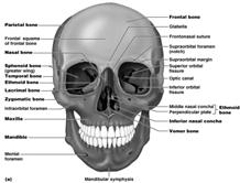 The Skull Formed by cranial and facial bones The cranium serves to: Enclose brain Provide attachment sites for some head and neck