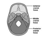 openings for the passage of air and food Hold the teeth Anchor muscles of the face Figure 7.