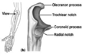 allows forearm to bend on arm Distal end is separated from carpals by fibrocartilage