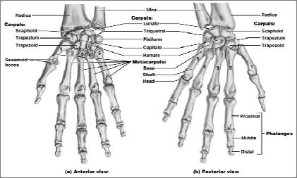 Bones of the Hand Metacarpals & Phalanges Five metacarpals radiate distally from the wrist Metacarpals form the palm Numbered 1 5, beginning with the pollex (thumb) Articulate proximally with the