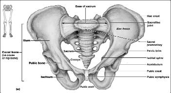 Bony Pelvis A deep, basin-like structure Formed by coxal bones, sacrum, and coccyx