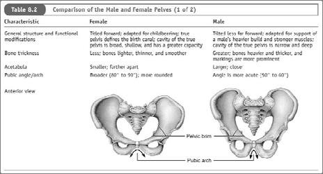 shallower than in the male Provides more room in the true pelvis Male pelvis is adapted for heavy load handling Acetabulum are larger and wider Coxae bones are thicker Shape Female