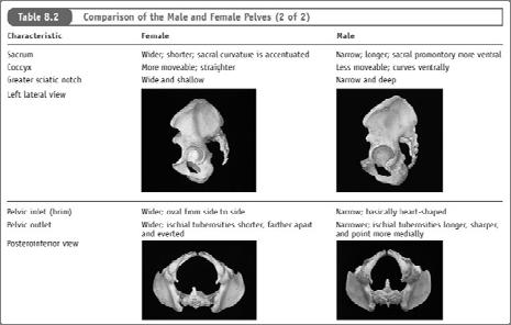Female and Male Pelves The Lower Limb Carries the entire weight of the erect body Bones of lower limb are