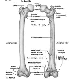 Foot tarsals, metatarsals, phalanges Thigh The region of the lower limb between the hip and the knee Femur