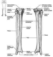 Patella Triangular sesamoid bone Imbedded in the tendon that secures the quadriceps muscles Protects the knee anteriorly Improves leverage of the thigh muscles across the knee Leg Refers to the