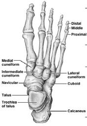 Tarsus Makes up the posterior half of the foot Contains seven bones called tarsals Talus, Calcaneous, Navicular, Cuboid, First, Second and Third Cuneiform Acronym: TCNCCCC The Crazy Nurse Can t Count