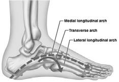 toe) First metatarsal supports body weight 14 phalanges of the toes Smaller and less nimble than those of the fingers Structure and arrangement are similar to phalanges of fingers Except for the