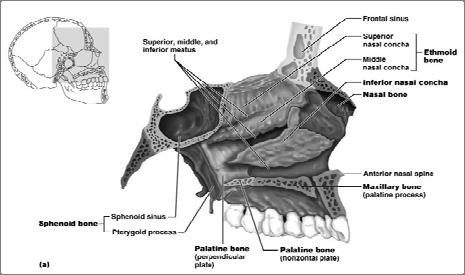 Nasal Cavity Nasal Septum Figure 7.