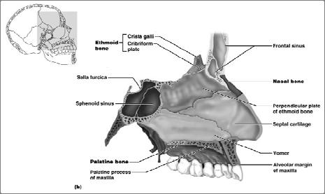 within Frontal bone Ethmoid bone Sphenoid bone