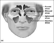 Paranasal Sinuses Figure 7.