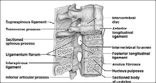 Intervertebral Discs Cushion-like pads between vertebrae Act as shock absorbers Compose about 25% of height of vertebral column Composed
