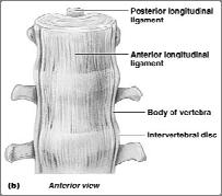 Ligaments and Intervertebral Discs Figure 7.