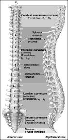 with coxal bones Coccyx most inferior region of the vertebral column Regions and Normal Curvatures Four distinct