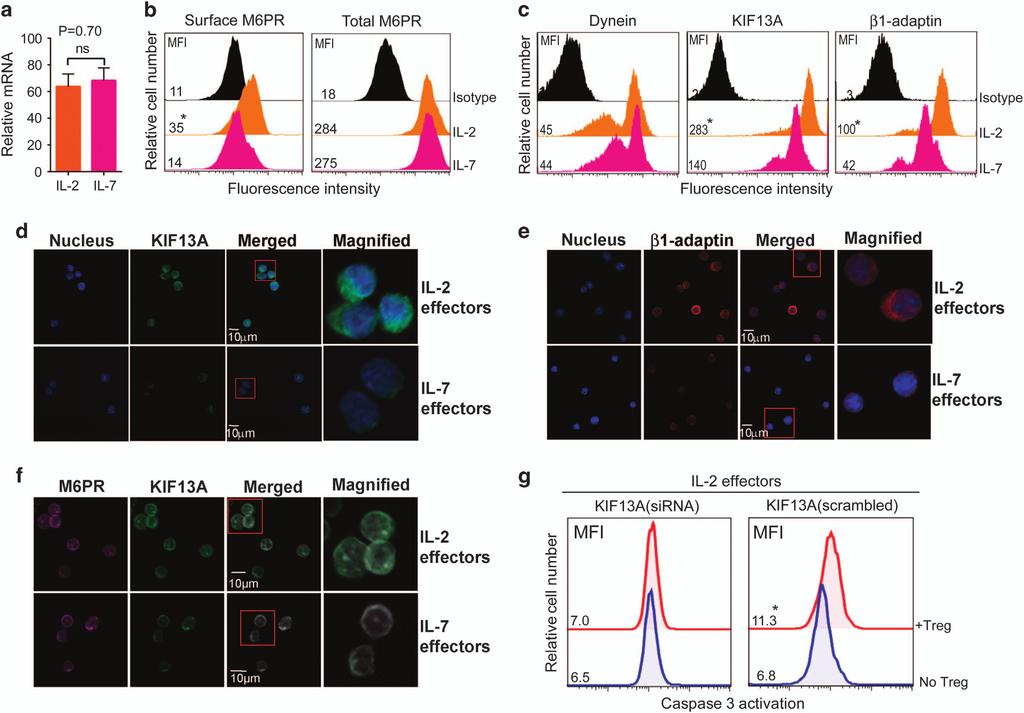 Khawaja Ashfaque Ahmed and Jim Xiang 7 Figure 3 IL-2 and IL-7 differentially induce cell-surface M6PR expression by divergently regulating KIF13A-motorized transport machinery.