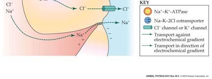 (trimethylamine oxide) -NaCl actively secreted 26 Shark Rectal Salt