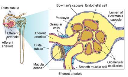 Epithelial cells -podocytes create slits Filtrate = protein-free and cell-free plasma Bowman s capsule (Eckert 14-23) Glomerular Filtration Rate (GFR) Humans: 125 ml/min or 180 L/day (60x plasma vol.