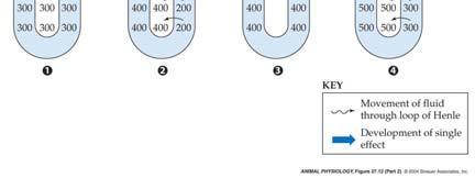2004 Urine can be 100-1200 mosm in humans (plasma about 300) (Eckert 70 14-28) 71 Countercurrent
