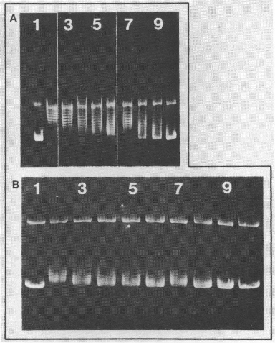 A B Fig. 5. Protease treatment of DNA topoisomerase. The DNA topoisomerase (100 ul) was treated with various amounts of trypsin and subtilisin for 10 min at 250.