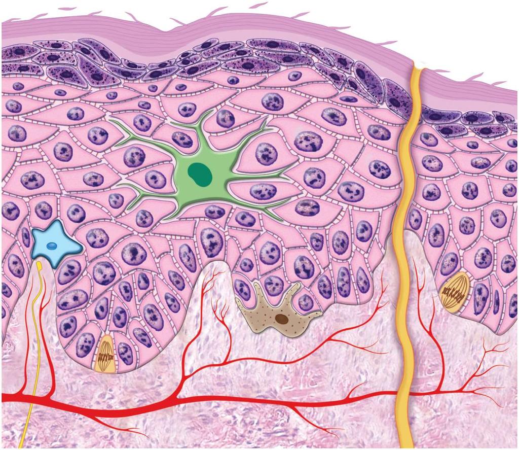 Cell Types and Layers of the of the Epidermis Stratum corneum Stratum lucidum Stratum granulosum Sweat pore Exfoliating keratinocytes Dead keratinocytes Sweat duct