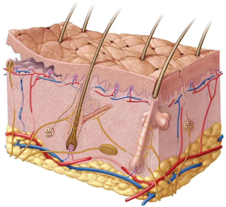 Hypodermis The hypodermis is not part of skin // it s below the skin subcutaneous tissue more areolar and adipose than dermis pads body binds skin to