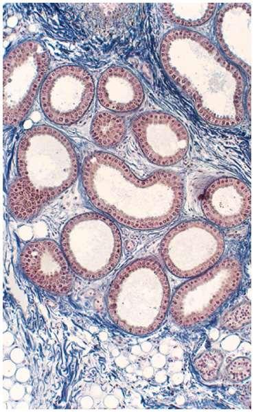 Cutaneous Glands Lumen Secretory cells Gland Hair