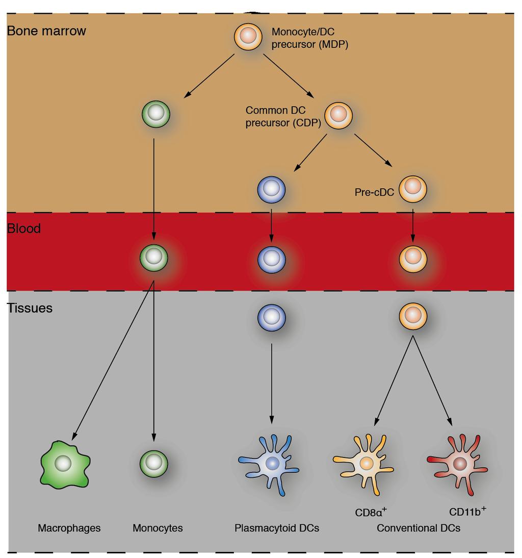 Figure 1. The development of mononuclear phagocyte lineages.