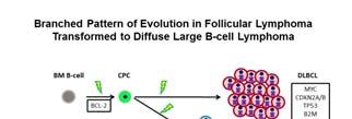 Double Hit MYC and BCL2 FL and transformed FL arise by divergent (branched)