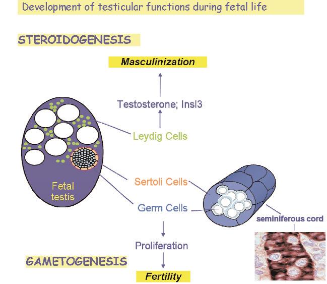 S20 V. Rouiller-Fabre et al. Fig. 1. Development of testicular function during fetal life. Schematic representation of the two major functions, spermatogenesis and steroidogenesis.