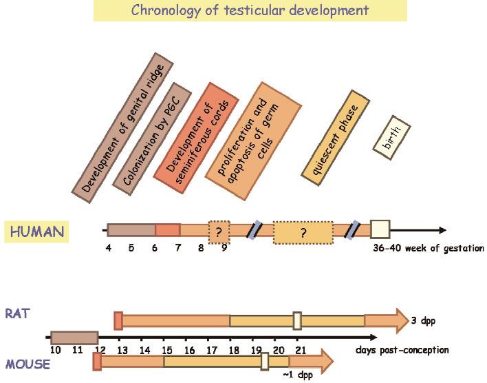Comparative chronology of fetal testis development in humans, rats and mice.
