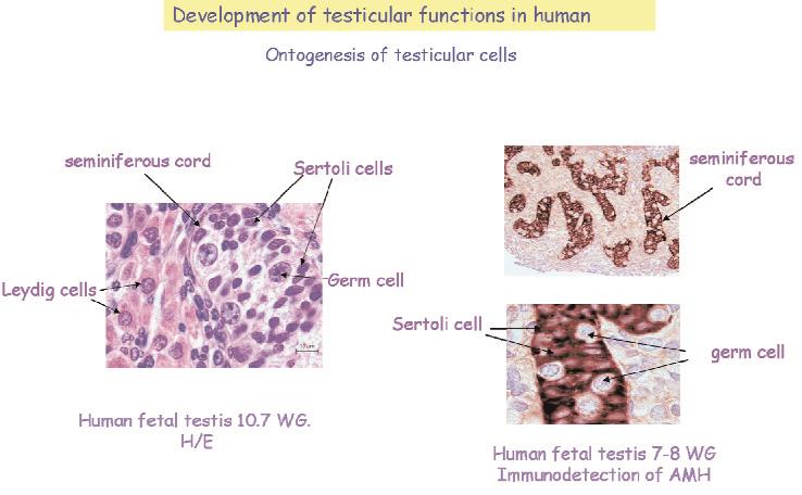 Human testicular development S21 Fig. 3. A: Histological micrograph of human fetal testis (10.7 weeks of gestation) stained by hematoxylin/ eosin, with the different cell types and structures.