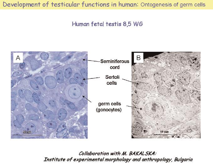 Semithin section and electron micrograph of a male germ cell inside a seminiferous cord in a human fetal testis. iniferous cords can be obtained in vitro without adding any factors.