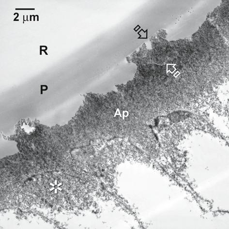 12 F.R. Tay D.H. Pashley Fig. 1.7. A TEM image of the resultant hybrid layer after the application of All-Bond 2 (Bisco).