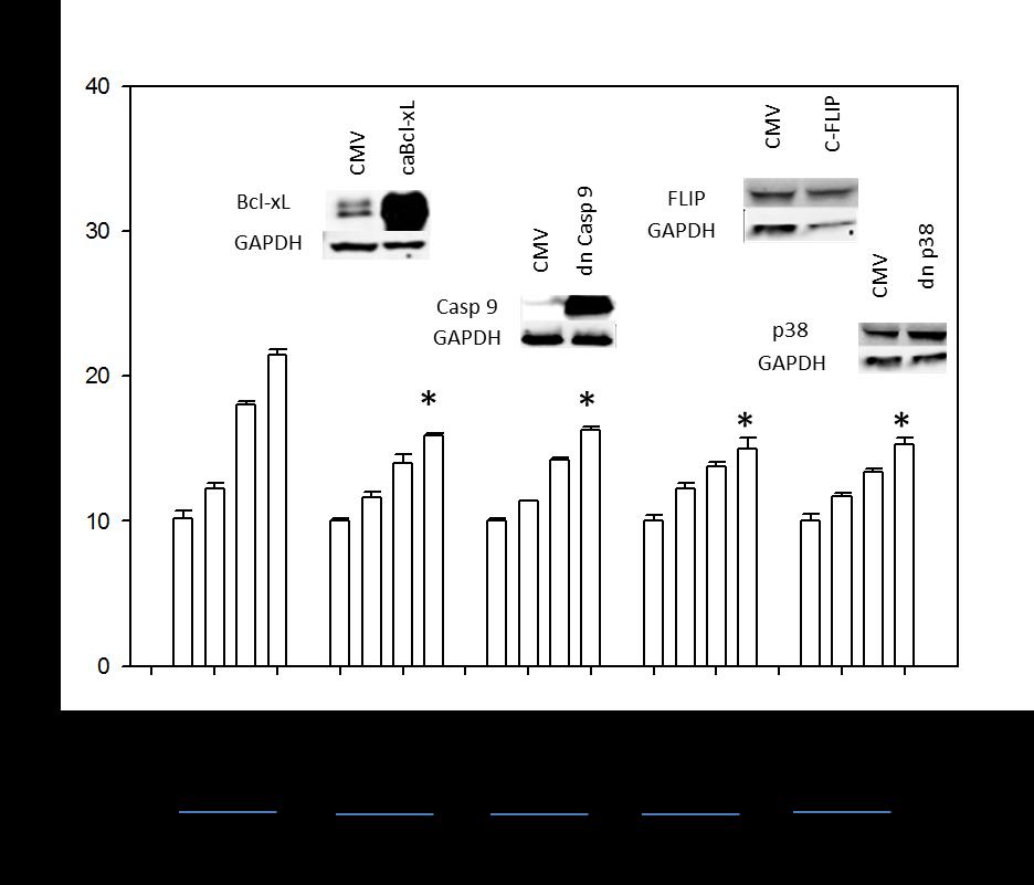 Figure 11: Viral regulation of Bcl-xL, caspase 9, C-FLIP and p38 downregulated drug
