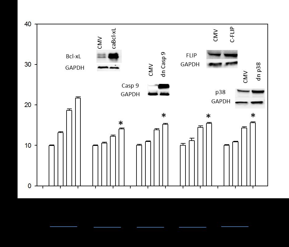 Figure 12: Viral regulation of Bcl-xL, caspase 9, C-FLIP and p38 downregulated drug combination-mediated toxicity in BT 549 cells.