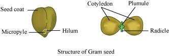 Question 7: Draw the labelled diagram of the following: (i) Gram seed (ii) V.S.
