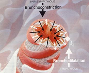 Drug Action : Bronchodilator Bronchoconstriction or Bronchospasm : The condition when bronchi are narrowed due to the airway smooth muscles contraction in