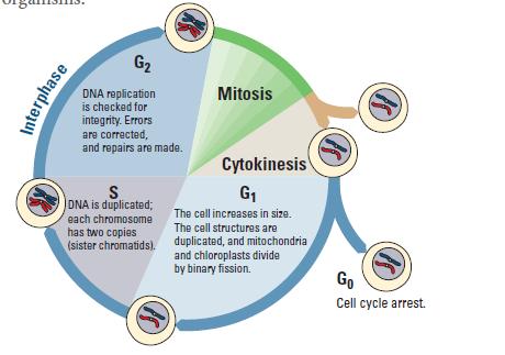 investigation 7 CELL DIVISION: MITOSIS AND MEIOSIS How do eukaryotic cells divide to produce genetically identical cells or to produce gametes with half the normal DNA?